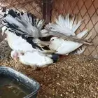 حمام رقاص هولندي