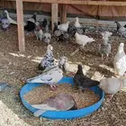 حمام مخلط الصحه تمام