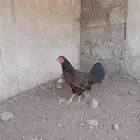 دجاجة