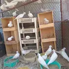 طيور كوري حمام بدي دجاج حباحب