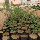 شتلات لبخ بسعر ريال للجميع العدد تقريبا 2500 حبه.