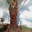 نخل عربي نخيل نخل واشنطني زينه أمريكي