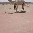 للبيع البعير الاوضح.