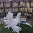 زوج رقاص هندي