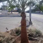 مشتال افندينه لي ازراعه وتنثيك الحديق والسترحات ونخيل وشنطبي