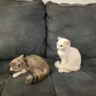 ذكر وانثى صغار للتبني مع كل اغراضهم