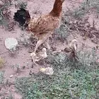 للبيع دجاجه وعيالها