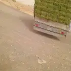 الرياض. برسيم. صافي. وناعم. وطيب. الشد. 80. العدد. 250.