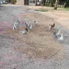 للبيع دجاح فيومي قولد