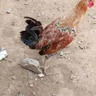 ديوك بلدي للبيع