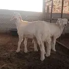 ذبايح حريات مغلقه شحم العمر 5شهور