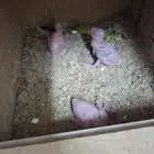 فروخ دره هندي الهوات. الغر