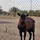جوز ماعز قزمي جاهز للإنتاج فواخر البيع مستعجل