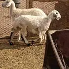 رخال حريات طيبة ونظيفه وبريه