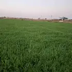 تيل سي2000 صافي وطبيعي الموقع الخرج