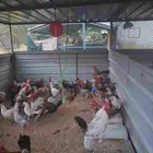 مشروع جاهز للبيع دجاج بلدي بياض عمر 10 شهور الي سنه حولها ..