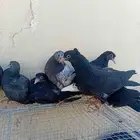 للبيع حمام فراخه