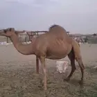 ناقه لقحه وبكرتين على ضراب