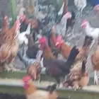 ديوك اعمار من 4 شهور و4 شهور صحه ماشاءالله تبارك الله محصن و