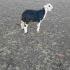 رخل نجديه
