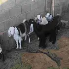 بهم للبيع 3 جفار وتيس بهم من حلالي ماهو بهم سوق