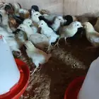 صوص 800حبه الصحه ممتازه العمر 15يوم السعر ثلاثه ريال