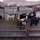 تيوس وطليان تفريد