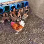 دجاج تركي جروم فاخره