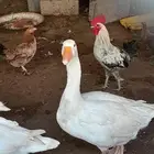 وز ماشا الله طقم 3 اناث وذكر يعنى اربع حبه عمر 9 شهر