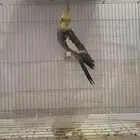 كراون المنتج شرط