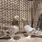 حمام تركي