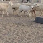 ضام حري صنف الصنف