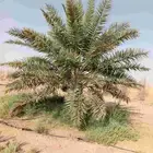 نخل عربي وواشنطني