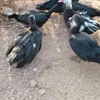 بح البيع العدد 9