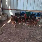 دجاج فرنسي احمر غامق