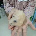 همستر حيوان الايف لون مميز