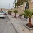 ابوياسين لبيع جميع انواع النخيل البلدي والواشنطن والفسيل