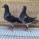 زاجل سباق