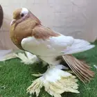 طبه نفاخ مسوبع فاخره