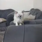 قطوه هملايا للبيع عمره 9 شهور