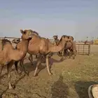 عرض وبيع خمس ملاقي واثنين حيل