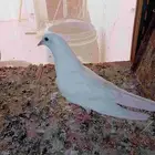 فروخ باكستاني ساندرا