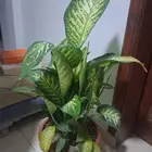 شجرت الديفنباخيا