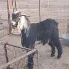 تيس عارضي فحل. تم البيع