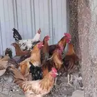 ديوك بلدي
