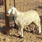 رخل حريه عمرها اربع شهور مقفله شحم على الشعير والبرسيم