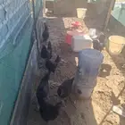 بيض بلدي مخصب اسود وابيض وفرنسي