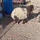 طلي نعيمي