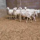 نعاج حريات مضاريع