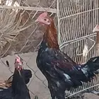 دياك بلدي شرط الصحة و النظافه اذكرو الله